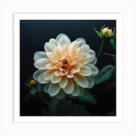 Dahlia 6 Art Print