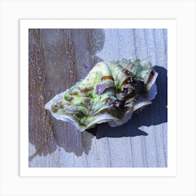 Shell On A Wooden Surface Art Print