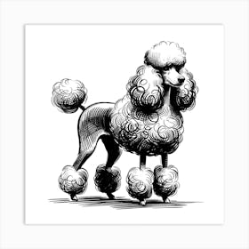 Poodle Dog Art Print