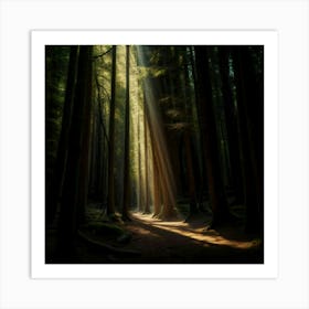 Light In The Forest Art Print