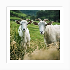 Goats In The Grass Art Print