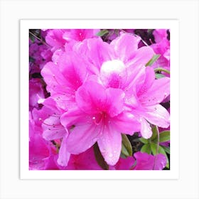 Pink Azaleas 19 Art Print