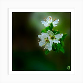 White Cherry Blossom 2023031773rt1pub Art Print