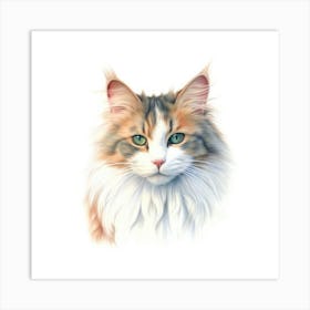 Australian Mist Longhair Cat Portrait 1 Art Print