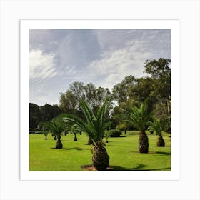 Palm Trees In The Park Art Print