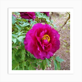 Peony 9 Art Print