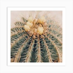 Barrel Cactus Square Art Print