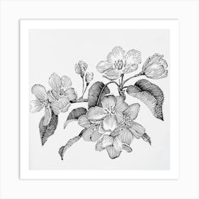 Apple blossom2 Art Print