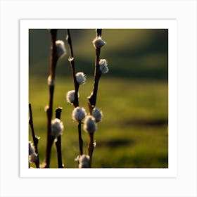 Canola Flower Art Print