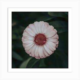 Geranium Art Print