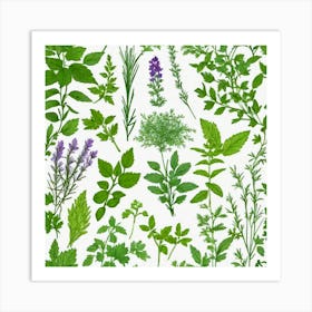 Herbs As A Frame (57) Art Print