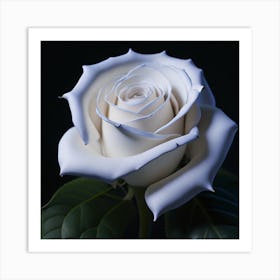 White Rose Art Print