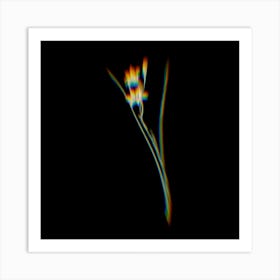 Prism Shift Gladiolus Botanical Illustration on Black Art Print