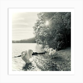 Swan Photography/ Berlin Schlachtensee 2023 Art Print