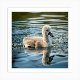 Firefly Adorable Fluffy Cygnet Swimming In Tranquil Lake 37848 (2) Art Print