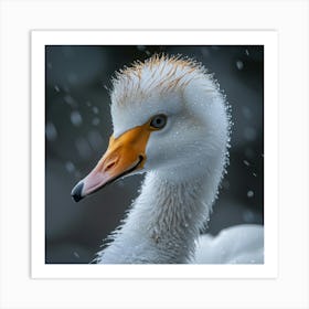 Swan In The Snow 2 Art Print