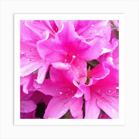 Pink Azaleas 10 Art Print