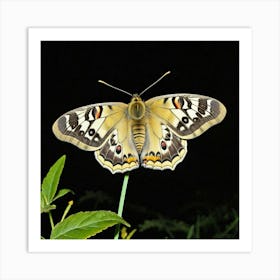 Moths Insect Lepidoptera Wings Antenna Nocturnal Flutter Attraction Lamp Camouflage Dusty (12) Art Print