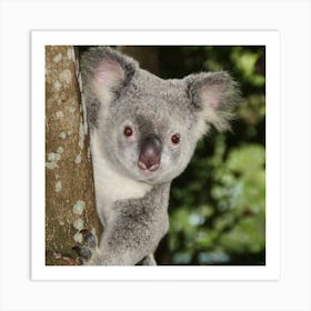 Koala Art Print