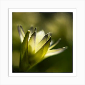 Close Up Of A Flower 1 Art Print