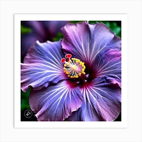 Purple Hibiscus Flower Art Print