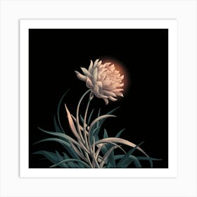 Chrysanthemum 1 Art Print