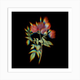 Prism Shift Ternaux Rose Bloom Botanical Illustration on Black n.0371 Art Print