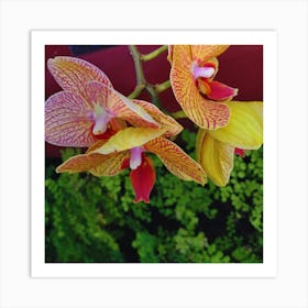 Yellow Orchids 3 Art Print