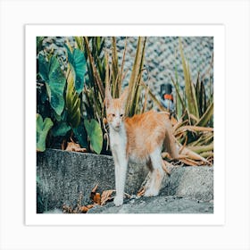 White And Orange Cat Art Print