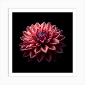 Pink Dahlia Flower on Black Background Art Print