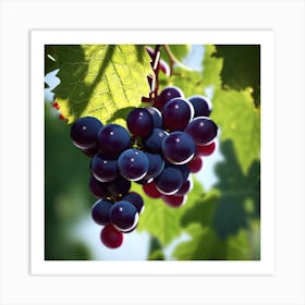 Grapes On The Vine 24 Art Print