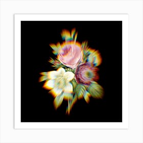 Prism Shift Anemone Clematde Rose Botanical Illustration on Black n.0152 Art Print