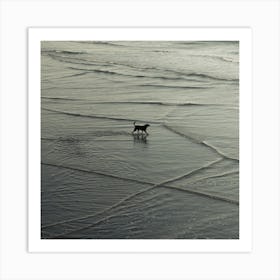 Dog On The Beach Art Print