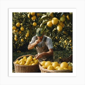 Man Picking Lemons In An Orchard 1 Art Print