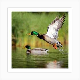 Male Anas Platyrhynchos Mallard Duck In A Vibrant Profile View Wing Extending Mid Flight Over A S Art Print