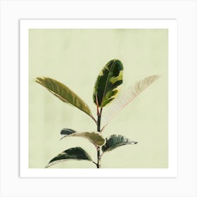 Ficus Plant Green Leaves Art Print