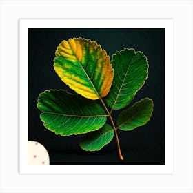 Acacia leaf Art Print