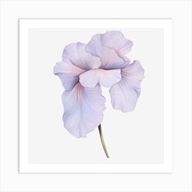 Iris Flower Art Print