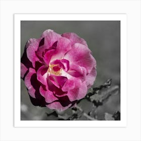 Black And White Rose Art Print