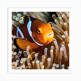 Clownfish Art Print