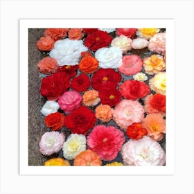 Beautiful Flowers 3 Art Print