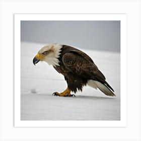 Bald Eagle Art Print