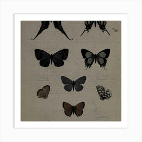 Butterflies Of The World 1 Art Print