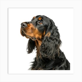 Gordon Setter Dog Portrait Poster