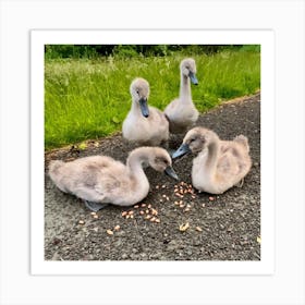 Cygnets Art Print