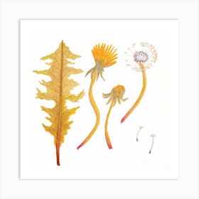 Dandelion watercolor  Art Print