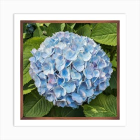 Hydrangea 1 Art Print