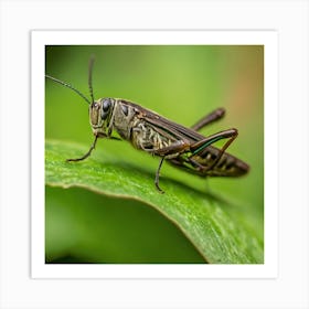 Grasshopper 26 Art Print