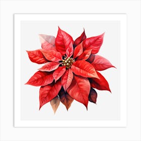 Poinsettia 23 Art Print