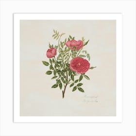 Roses On A Branch 1 Art Print